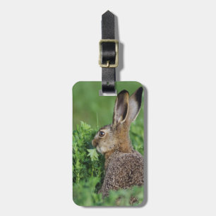 Etiqueta De Bagagem Lebre-marrom, Lepus europaeus, jovem comendo,