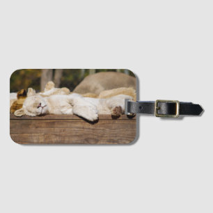 Etiqueta De Bagagem Leões dormindo no Sol na África do Sul Fotografia