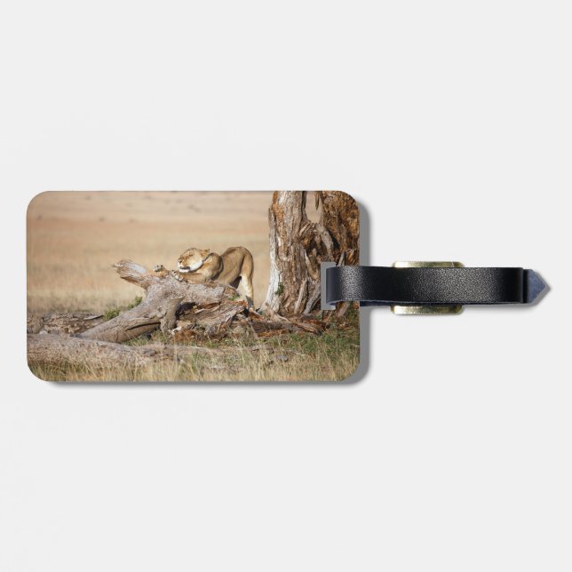 Etiqueta De Bagagem Lioness alongando (Traseira Horizontal)