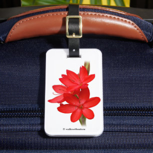 Etiqueta De Bagagem Lírio do Kaffir/lírio do rio/Hesperantha Coccine