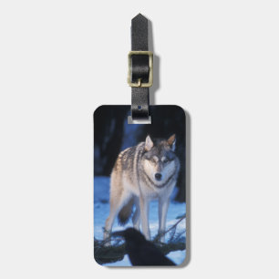 Etiqueta De Bagagem lobo cinzento, Canis lupus, nos contrafortes