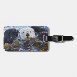 Etiqueta De Bagagem Lontra marinha envolta em kelp