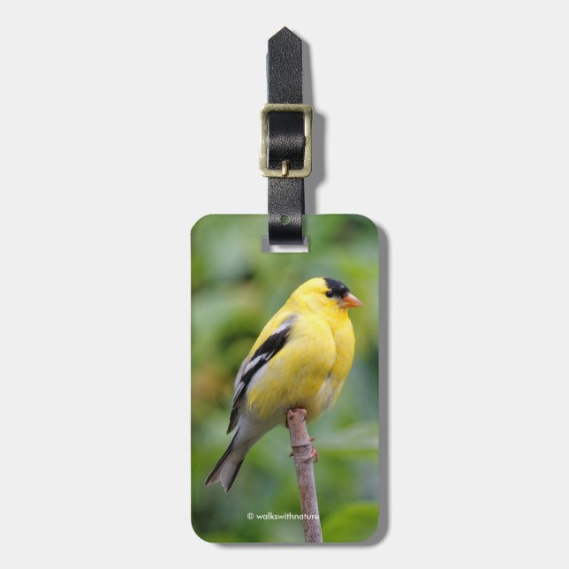 Etiqueta De Bagagem Male American Goldfinch no Bambu (Frente Vertical)