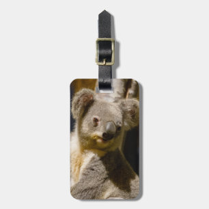 Etiqueta De Bagagem Male Koala Personalize
