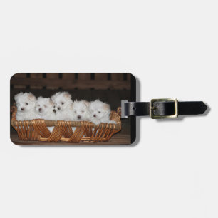 Etiqueta De Bagagem Maltês, filhotes de cachorro, cesta, "cinco