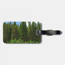 Moffat Road Pine Trees Colorado