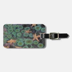 Etiqueta De Bagagem N.A., EUA, Washington, Parque Nacional da Olimpiad