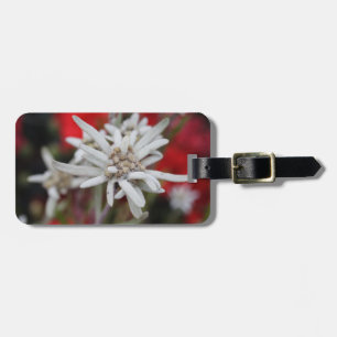 Etiqueta De Bagagem Nivale bonito do Leontopodium de Edelweiss
