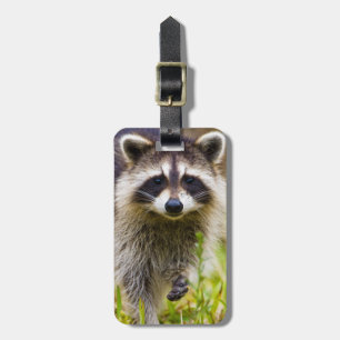 Etiqueta De Bagagem O guaxinim, Procyon lotor