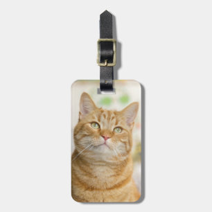 Etiqueta De Bagagem Orange Tabby Kitty Cat