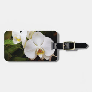 Etiqueta De Bagagem Orquídea Lua Branca (Phalaenopsis Aphrodite)