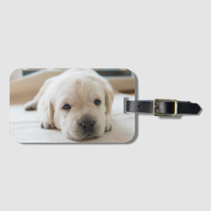 Etiqueta De Bagagem Ouro Sonolento Labrador