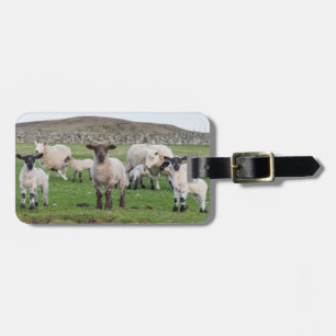 Etiqueta De Bagagem Ovelha Shetland