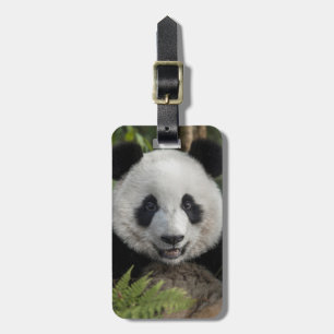 Etiqueta De Bagagem Panda jovem feliz, China