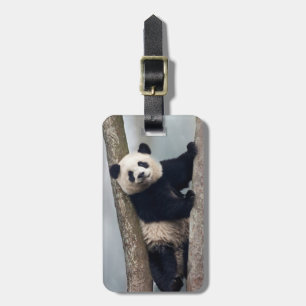 Etiqueta De Bagagem Panda jovem subindo em uma árvore, China
