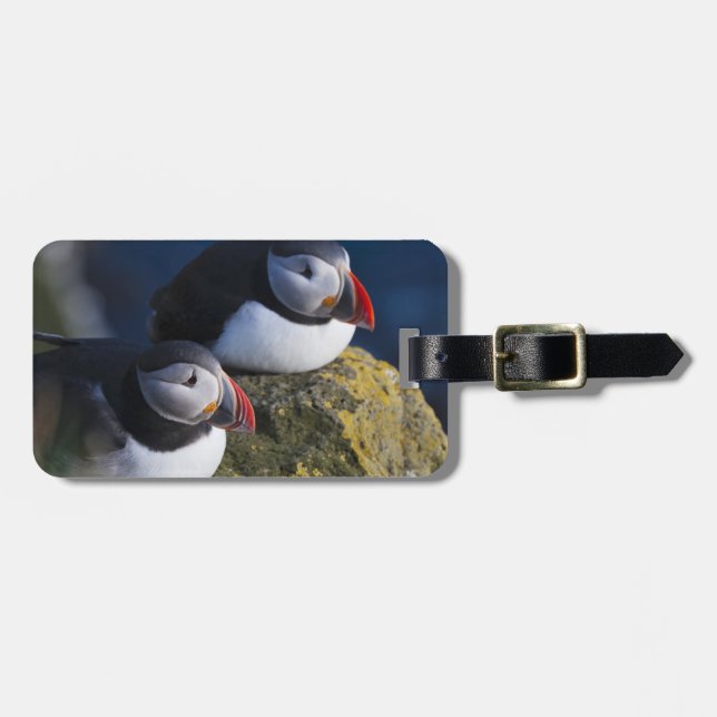 Etiqueta De Bagagem Papagaio-do-mar (Frente Horizontal)