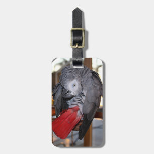 Etiqueta De Bagagem Papagaio flexível do cinza africano de Congo com