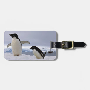 Etiqueta De Bagagem Par de pinguins Adelie Antártida