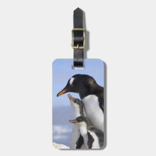 Etiqueta De Bagagem Península Antártica, Porto Neko, Pinguim-de-gentoo