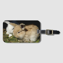 Pequenos coelhos fofos bonitos