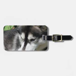 Etiqueta de Bagagem Perfil de Husky