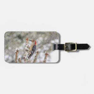 Etiqueta De Bagagem Pica-pau de barriga-vermelha na neve