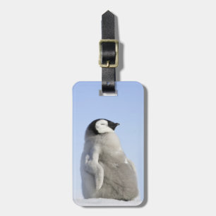 Etiqueta De Bagagem Pinguim de imperador do bebê, ilha do monte da