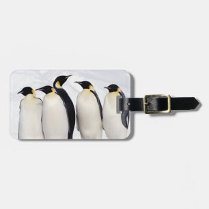 Etiqueta De Bagagem Pinguins de imperador