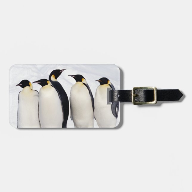 Etiqueta De Bagagem Pinguins de imperador (Frente Horizontal)