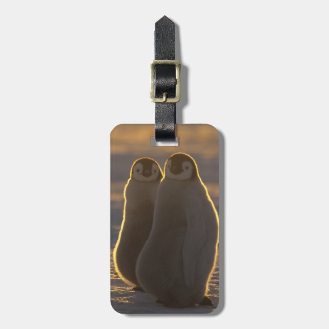 Etiqueta De Bagagem Pinguins-imperadores (Frente Vertical)