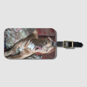 Etiqueta De Bagagem Pit Bull Bonito