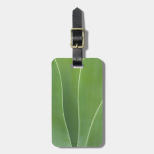 Etiqueta De Bagagem Planta Agave Close Up