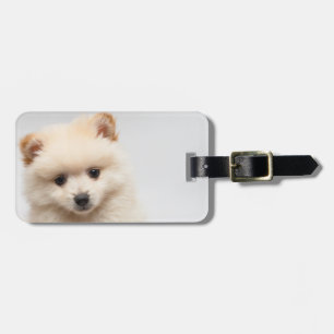 Etiqueta De Bagagem Pomeranian demasiado bonito