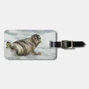 Etiqueta De Bagagem Precioso Baby Seal