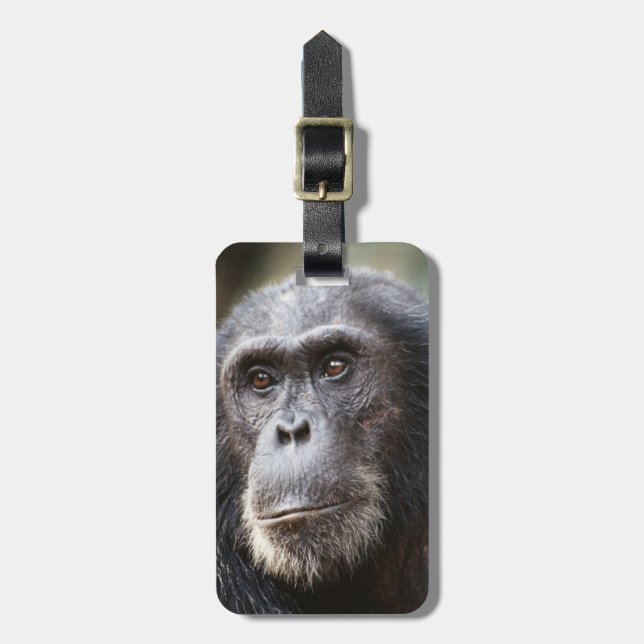 Etiqueta De Bagagem Primeiro plano de chimpanzé macho (Frente Vertical)