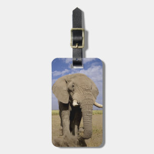 Etiqueta De Bagagem Quênia: Parque Nacional de Amboseli, elefante mach
