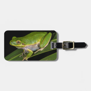 Etiqueta De Bagagem Rã-verde (Hyla cinerea) 2