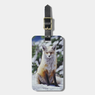 Etiqueta De Bagagem Raposa Vermelha sentada no banco de neve, Vulpes, 