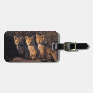 Etiqueta De Bagagem raposa-vermelha, Vulpes vulpes, filhotes