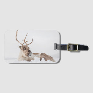 Etiqueta De Bagagem Reindeer Nature Photo