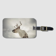 Reindeer Nature Photo