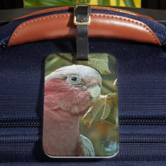 Etiqueta De Bagagem Retrato de Ave Australiana Galah Cockatoo Rosa