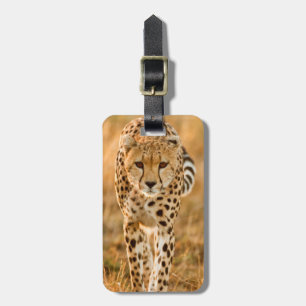 Etiqueta De Bagagem Retrato de Guepardo (Acinonyx Jubatus), Maasai