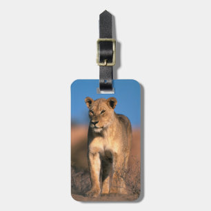 Etiqueta De Bagagem Retrato de Leoa (Panthera Leo)