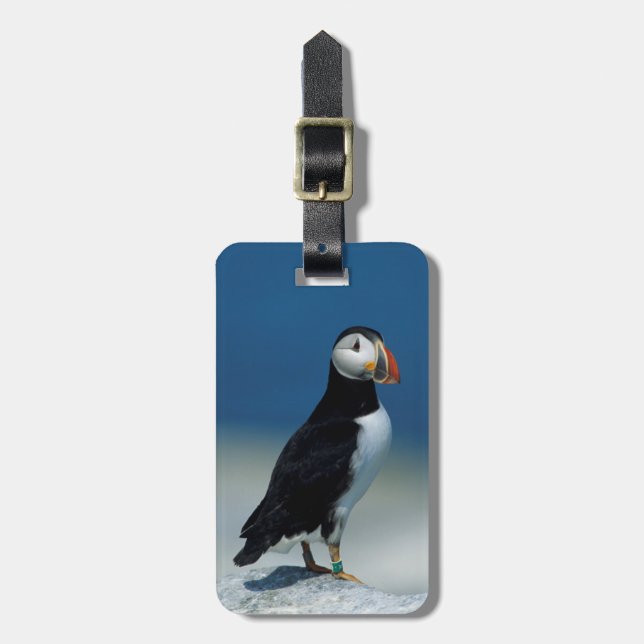 Etiqueta De Bagagem Retrato de um Puffin Atlântico (Frente Vertical)