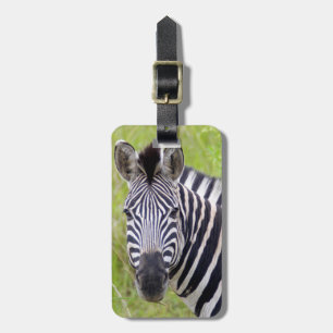 Etiqueta De Bagagem Retrato de Zebra-da-planície, Hluhluwe-Umfolozi Ga