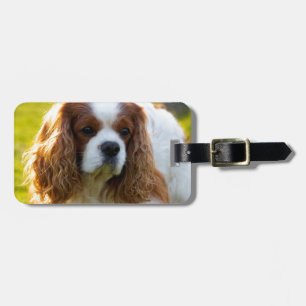 Etiqueta De Bagagem Retrato descuidado do Spaniel de rei Charles
