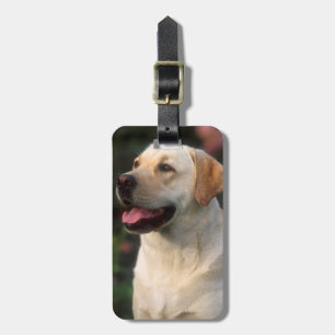 Etiqueta De Bagagem Retrato do Labrador Retriever, Hilton