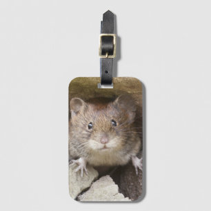 Etiqueta De Bagagem Retrato do rato