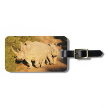 Rinoceronte branco de uma mãe e da vitela em